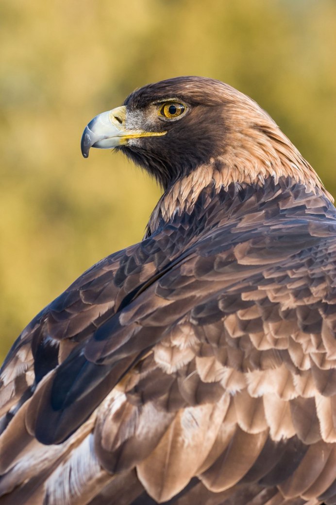 Самая большая птица в России летающая хищная