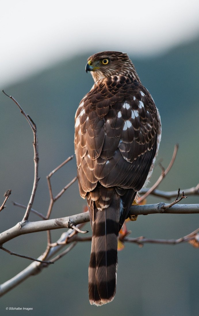 Красный Коршун птица