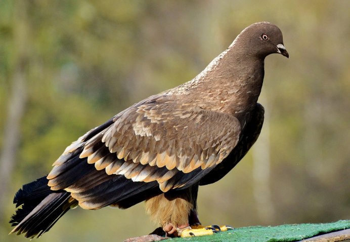 Ястреб в полете