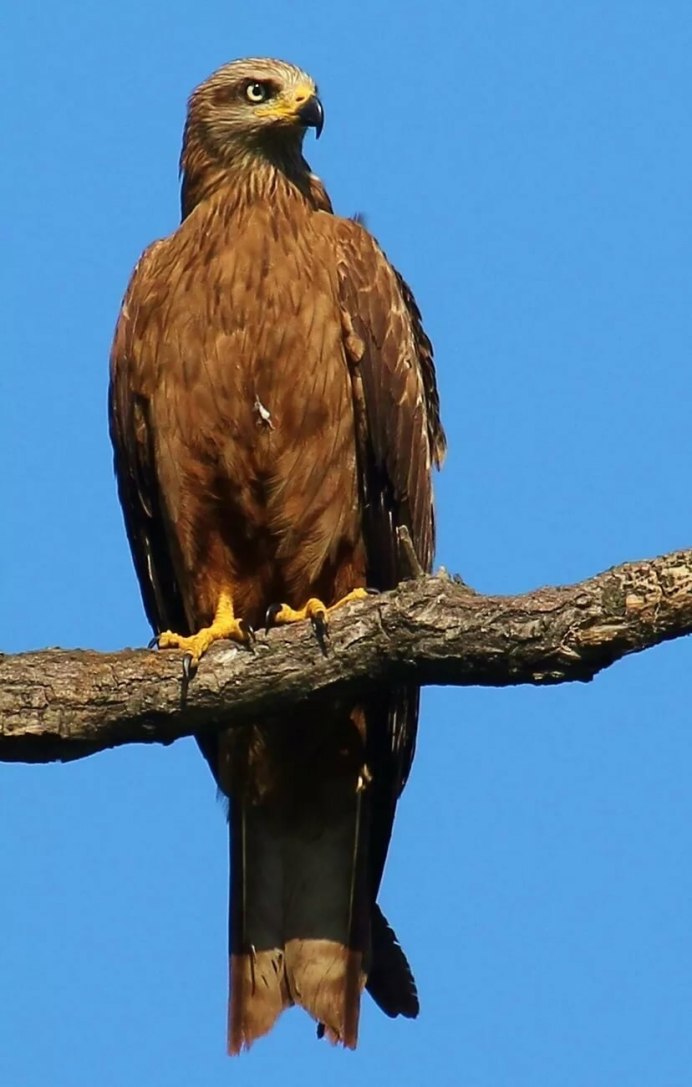 Бурый Сокол фото