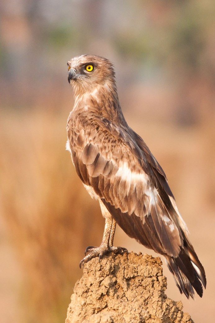 Беркут Aquila chrysaetos