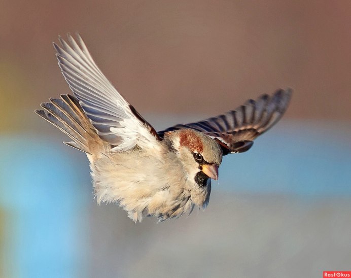 Воробей летит