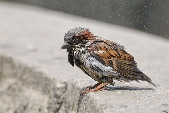 Крылья воробья