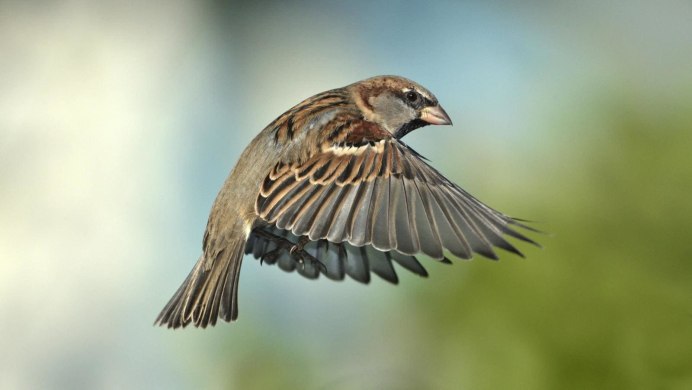 Домовый Воробей в полете