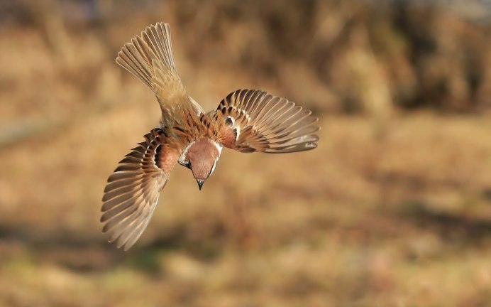 Шульпика птица