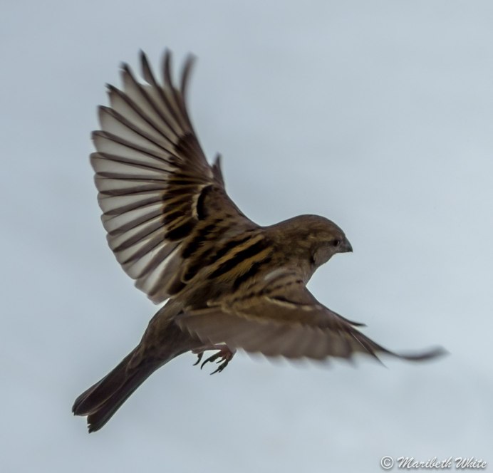 Воробей вид сверху