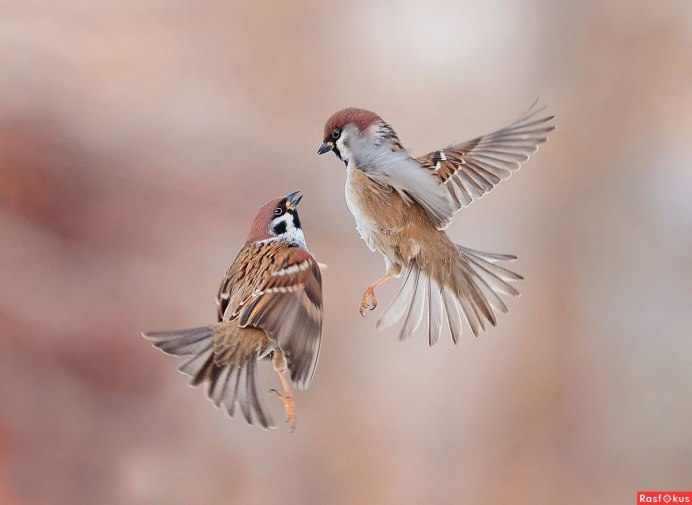 Воробей летает