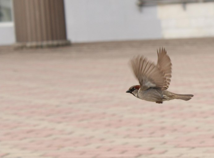 Воробушек в полете