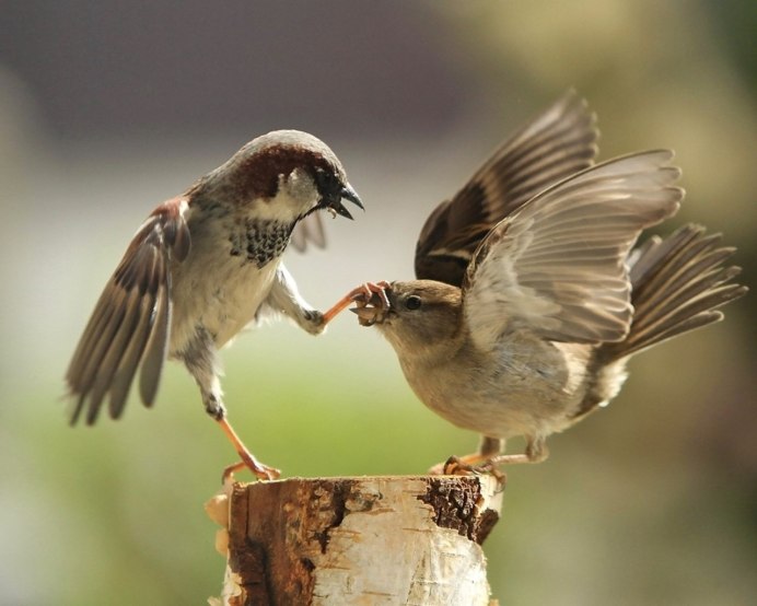 Воробей приземляется
