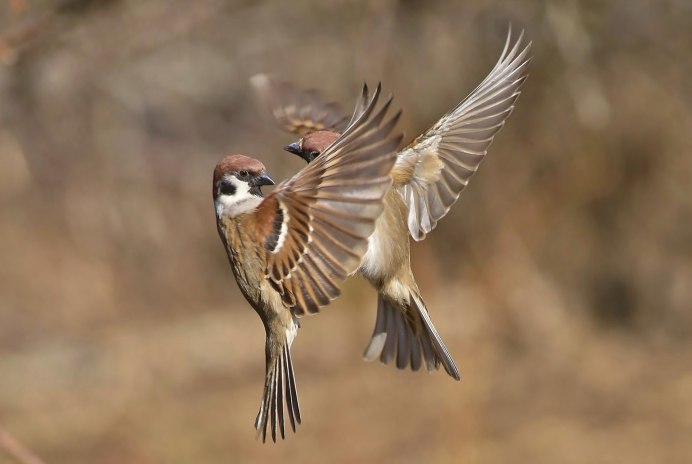 Красноголовый Воробей