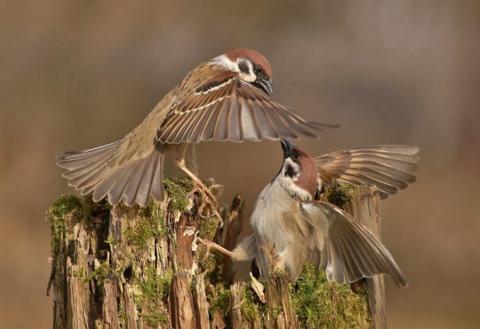 Крылья воробья