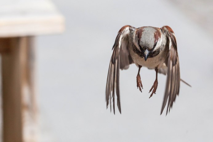 Крылья воробья