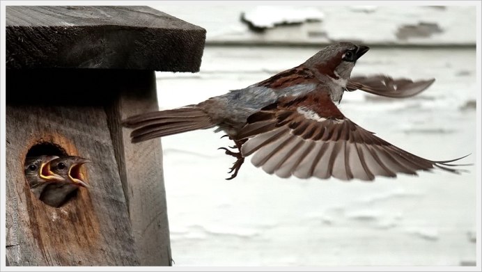 Воробей сверху в полете