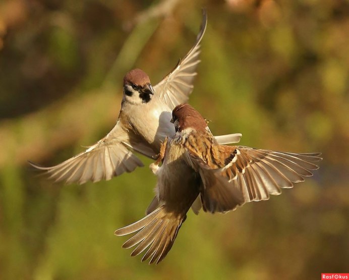 Воробей на руке