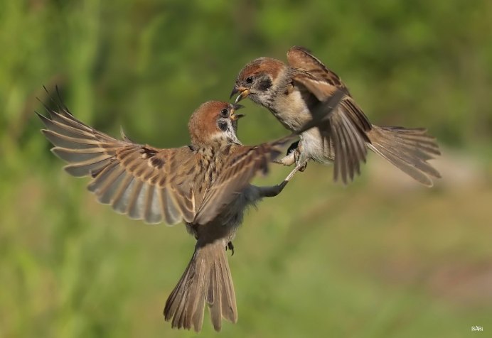 Воробей в полете