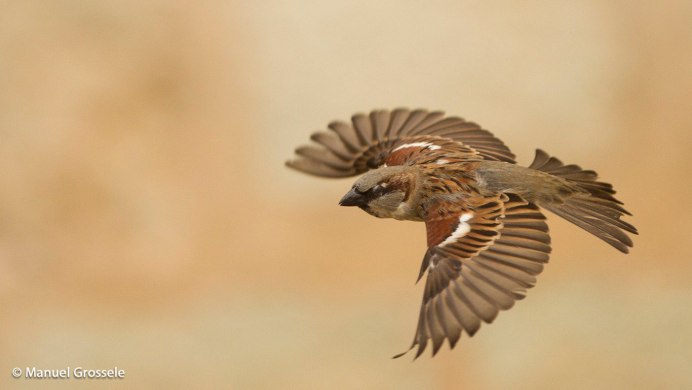 Воробей в полете
