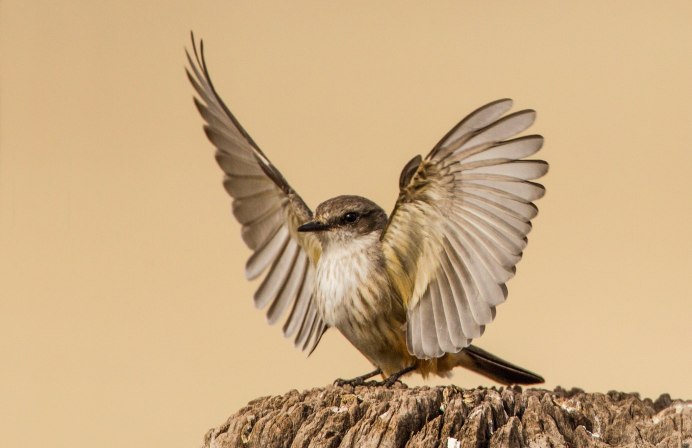 Птицы учат птенцов летать
