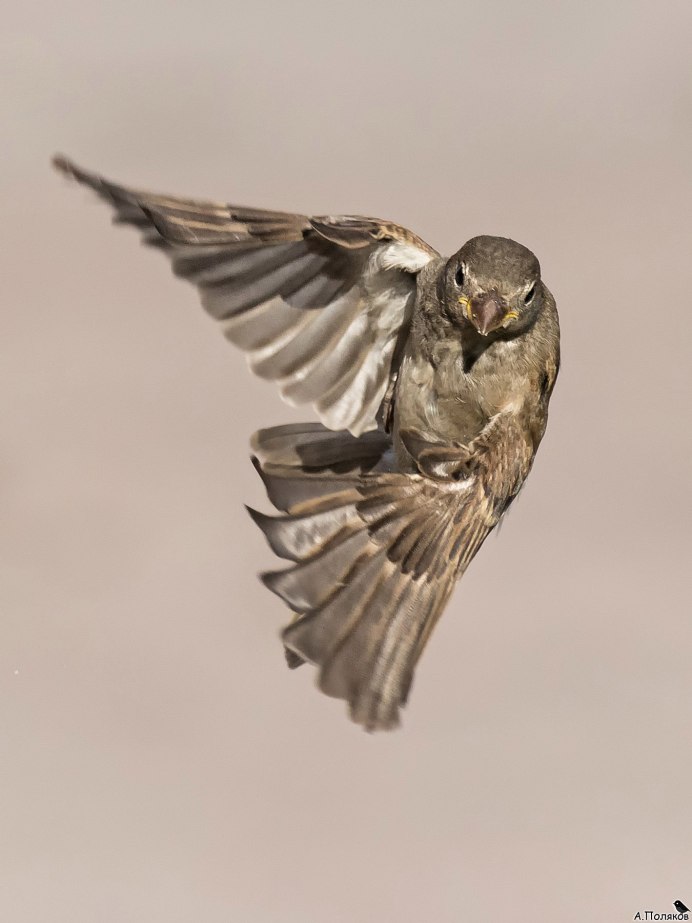 Полет воробья