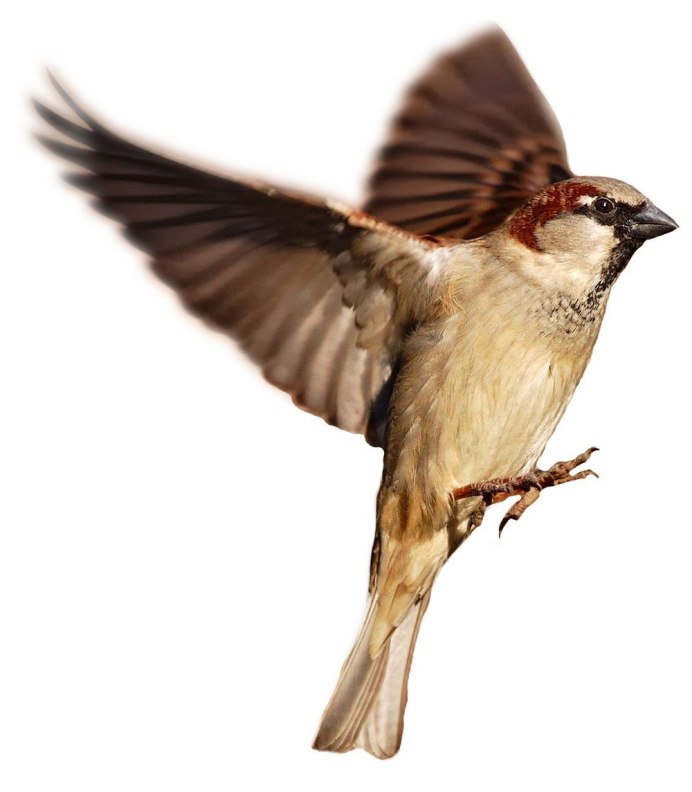 Птицы улетают из гнезда