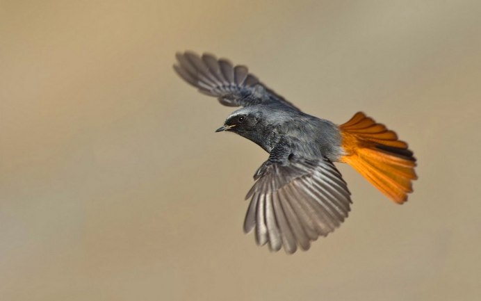 Воробей драчун