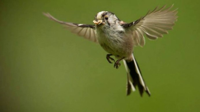 Воробьи дерутся