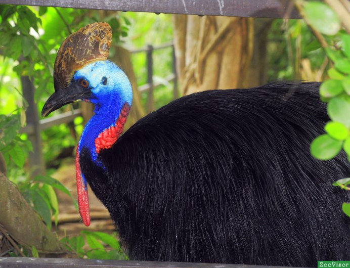 Casuarius casuarius