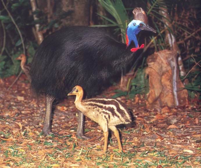 Casuarius casuarius