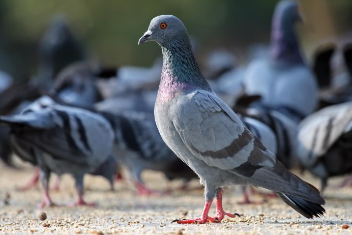 Серебристый голубь Columba Argentina