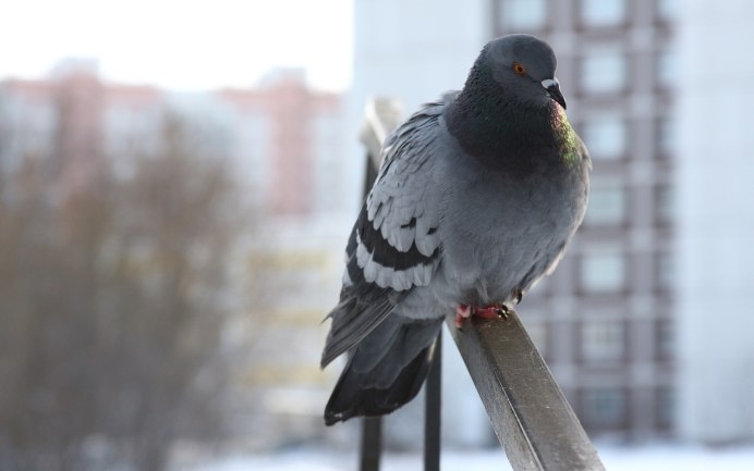 Голуби породы Архангельский Снегирь
