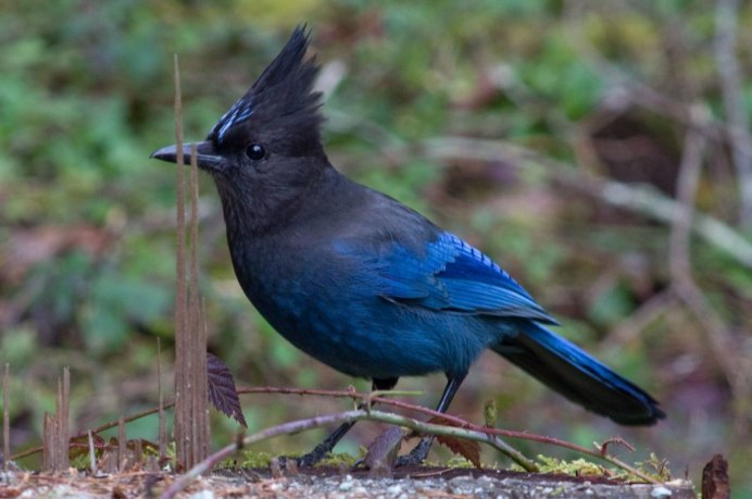 Стеллерова черноголовая голубая Сойк