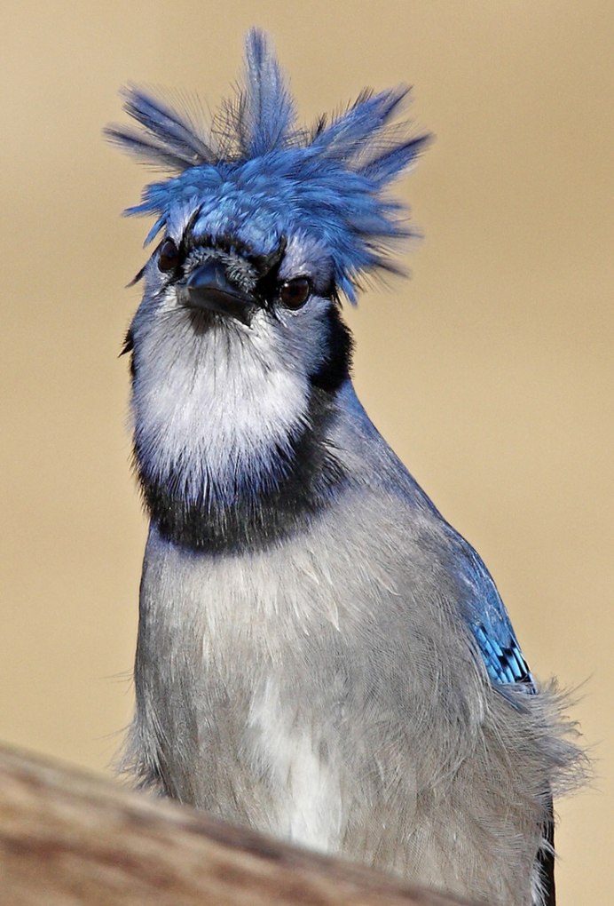 Синяя хохлатая птица