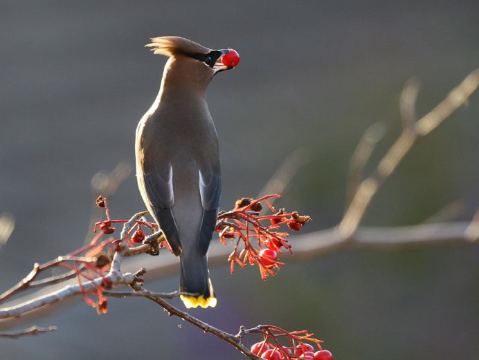 Хохлатая Пичуга