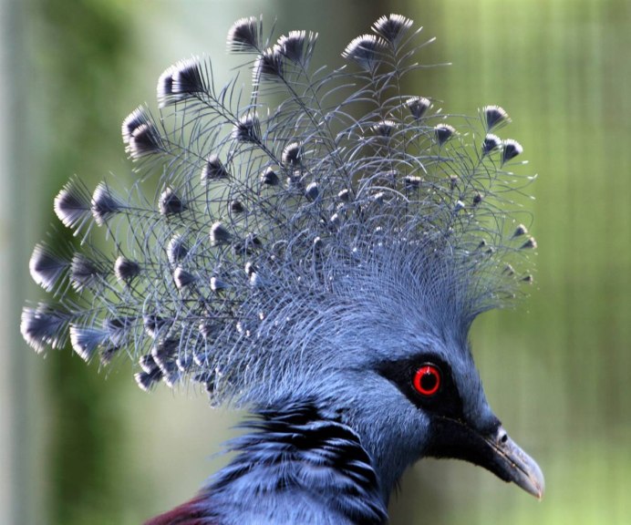 Свиристель птенец