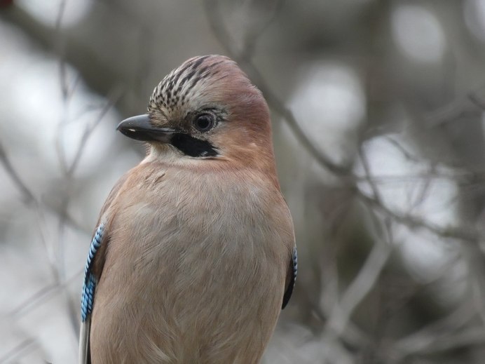 Хохлатый журавль