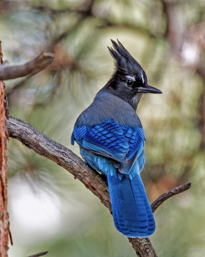 Черноголовая голубая Сойка