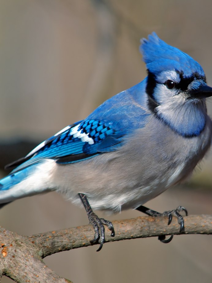 Хохлатая свиристель