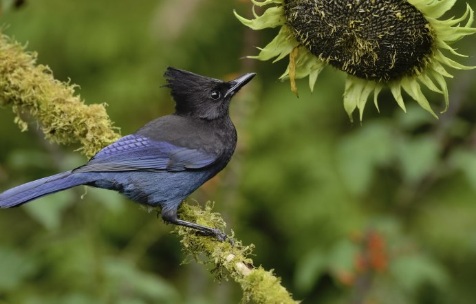 Синяя птица с хохолком