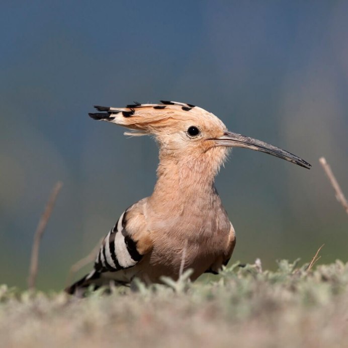 Балийский скворец