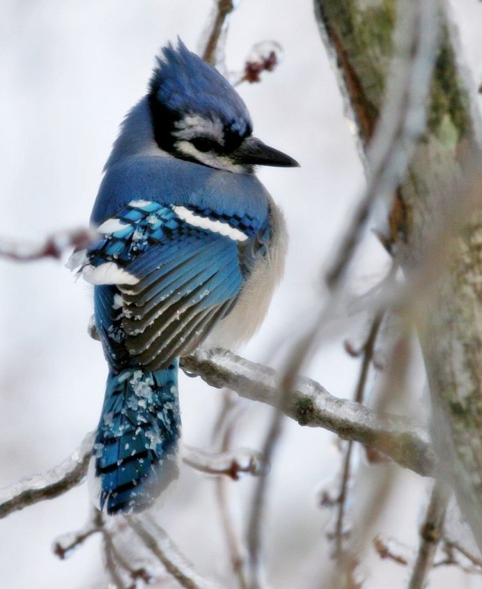 Синяя Сойка с хохолком