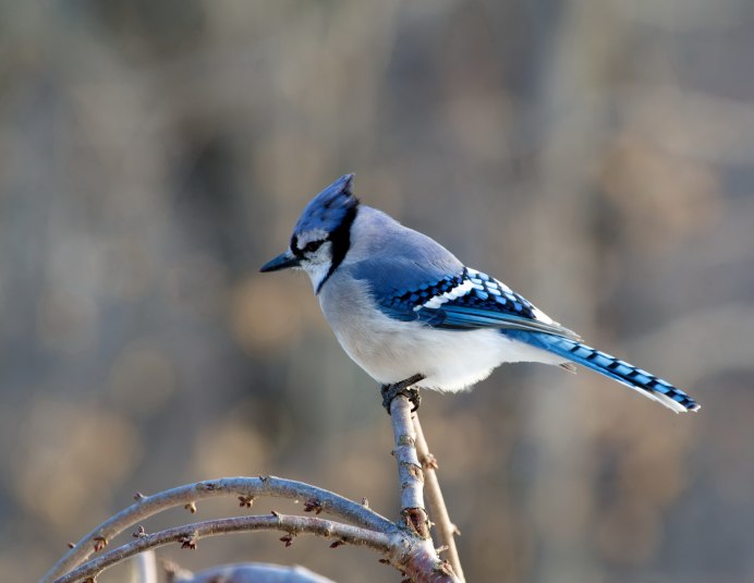 Птица Сойка с хохолком