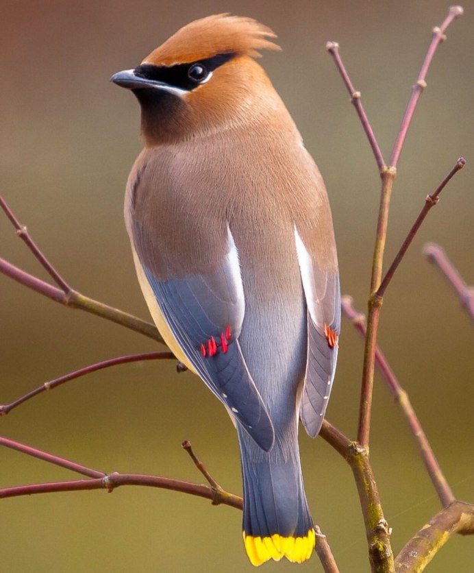 Удод Беларусь