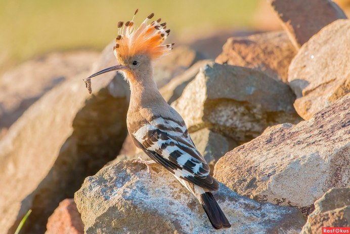 Черный Кардинал птица