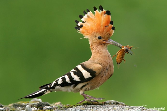 Удод Дальневосточный