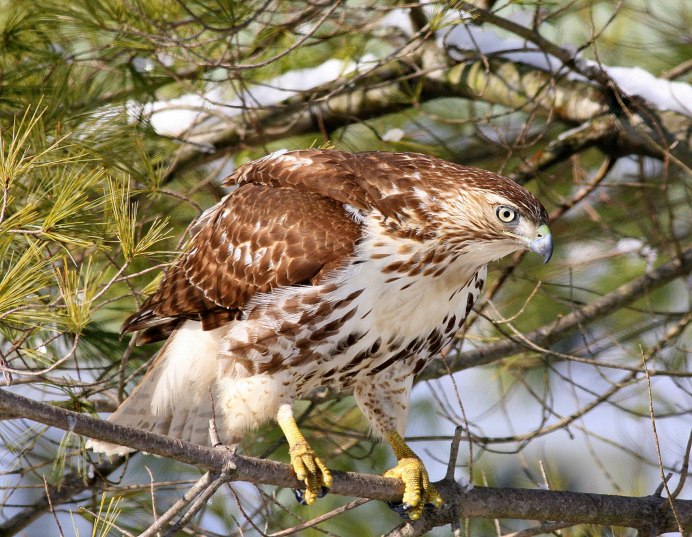 Беркут Aquila chrysaetos