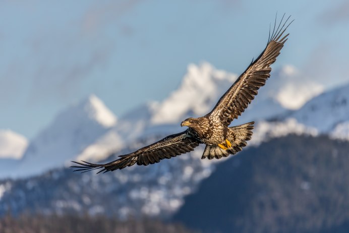 Степной орёл (Aquila nipalensis