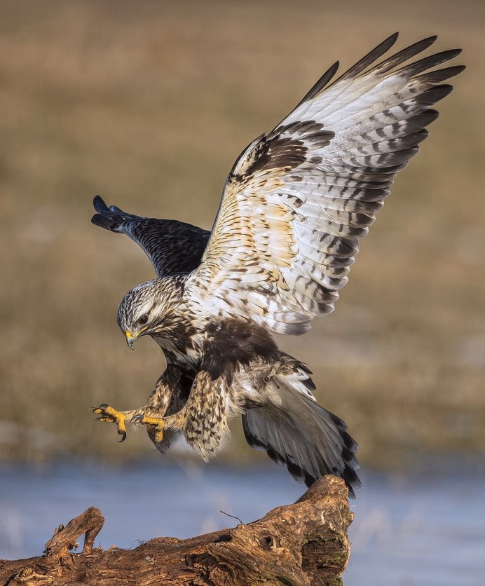 Красный Коршун Milvus Milvus