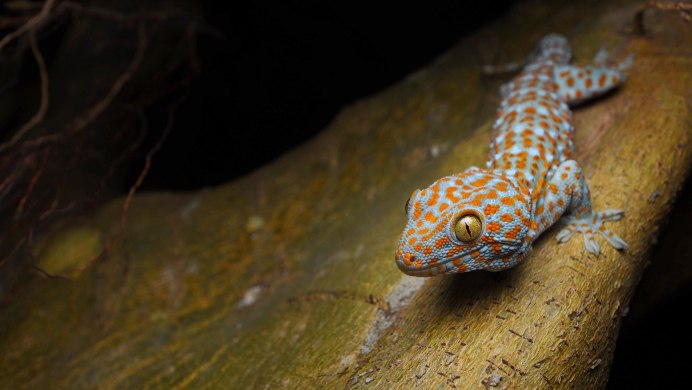Токи (Gekko Gecko)