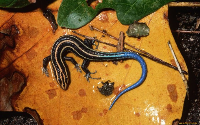 Смарагдовый сцинк