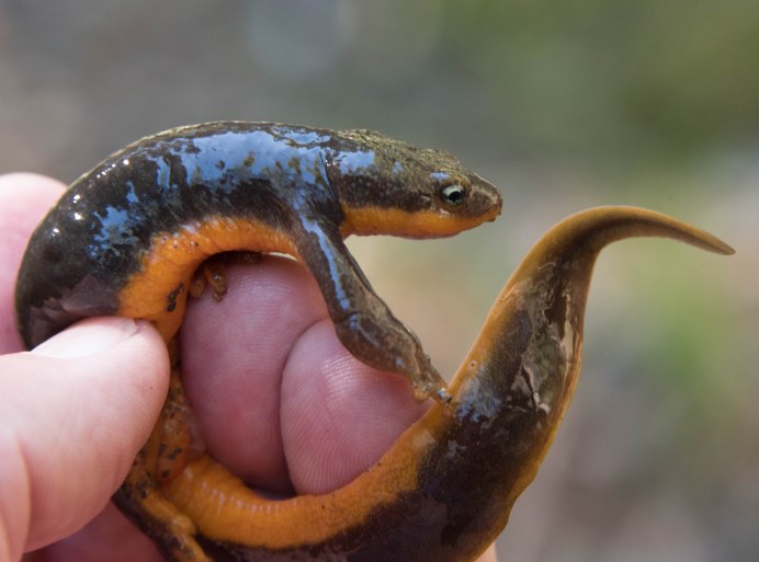 Змеи полоз оранжевый