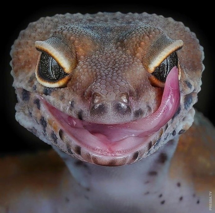 Линька ящериц